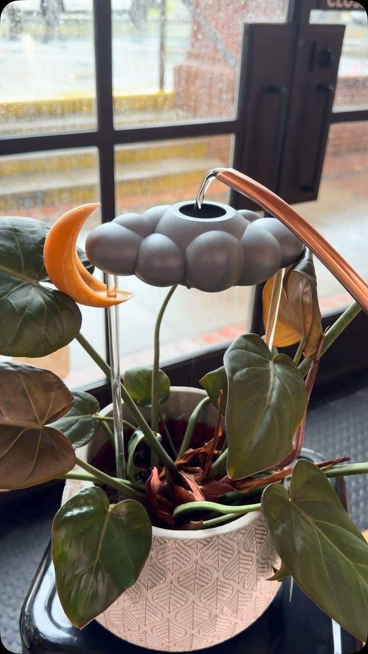 A decorative cloud watering device pouring water onto a green potted plant by a window.